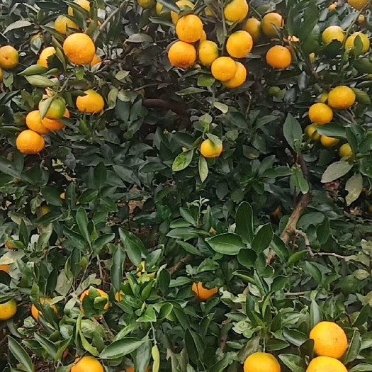 宜昌宜昌蜜桔 马上装车了，祝老板大卖