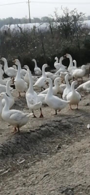 无为市 仔鹅老鹅