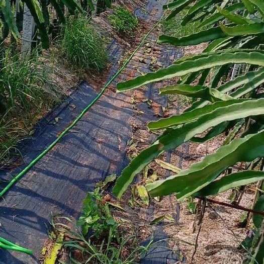 隆安县红宝龙火龙果苗