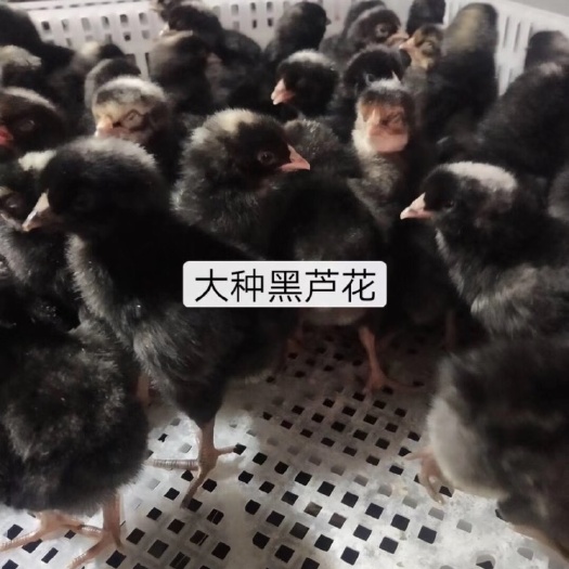 昆明 黑芦花鸡苗、正规孵化公司，品质佳，质量好，欢迎咨询订购