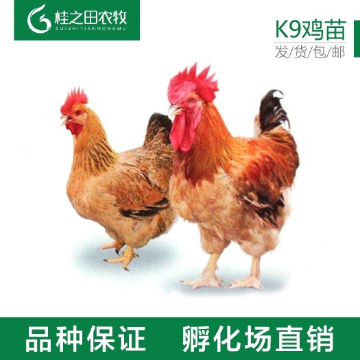 南宁K9鸡苗大品种鸡苗901麻黄广新胡树强可长10多斤疫苗齐全