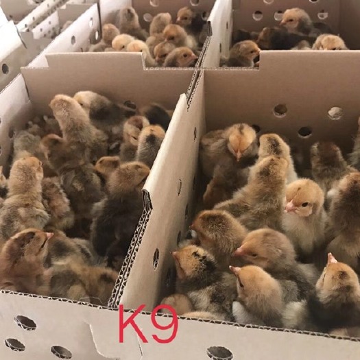 昆明 K9鸡苗，正规孵化公司，公母都有，量大从优