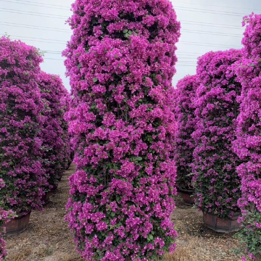 漳州 三角梅 花柱 花瓶造型 多彩 同安红 紫色