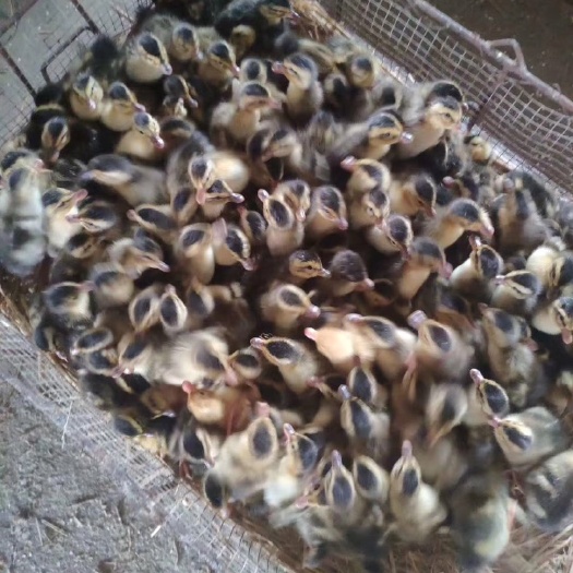 无为市麻鸭苗