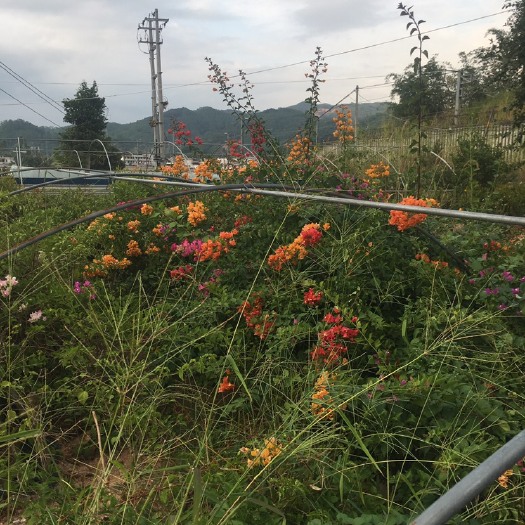 漳州 三角梅 嫁接 雀类三角梅 多色