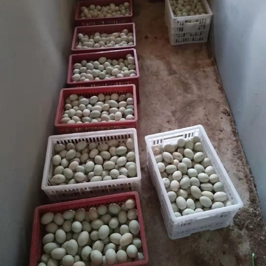 诏安县土鸭蛋 食用 散装
