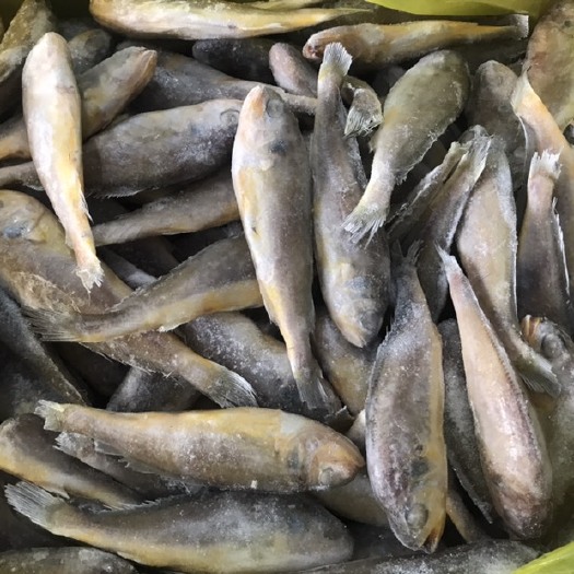 成都 小黄鱼 东海黄花鱼