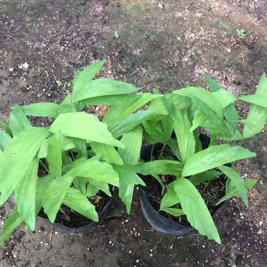 广州富贵椰子 鱼尾葵种苗花卉盆栽袋苗