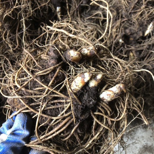 宜昌八角莲 种茎鲜货