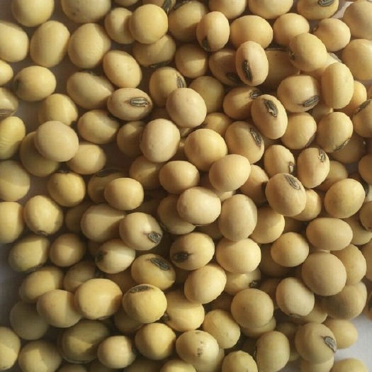 济宁 齐黄34精品大豆