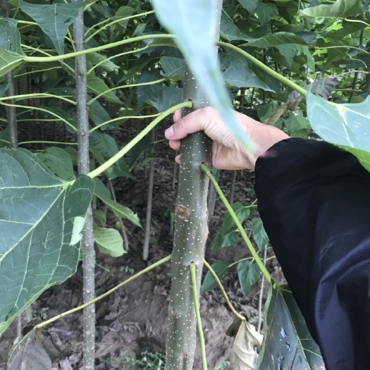 周口金丝楸