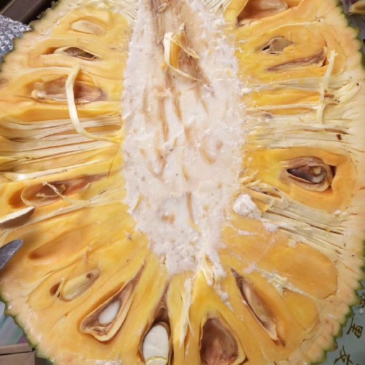 灵山县五号红肉菠萝蜜苗 嫁接苗 两年结果