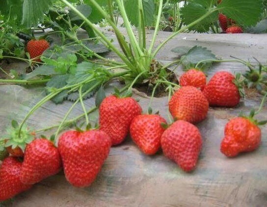 泰安甜查理草莓苗 甜查理自己家育的品种