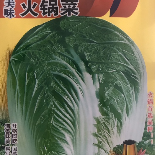 沭阳县大白菜种子 大白菜 火锅菜种子