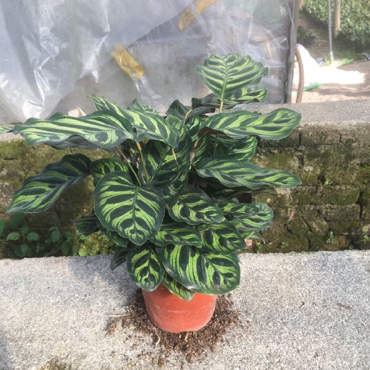 漳平市孔雀竹芋  精品盆栽花卉观叶植物叶面似孔雀羽毛  支持现在现场看