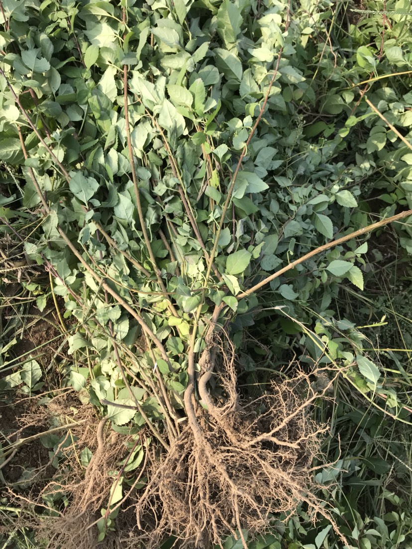 一年连翘苗结果5号连翘树苗现挖现发成活率高