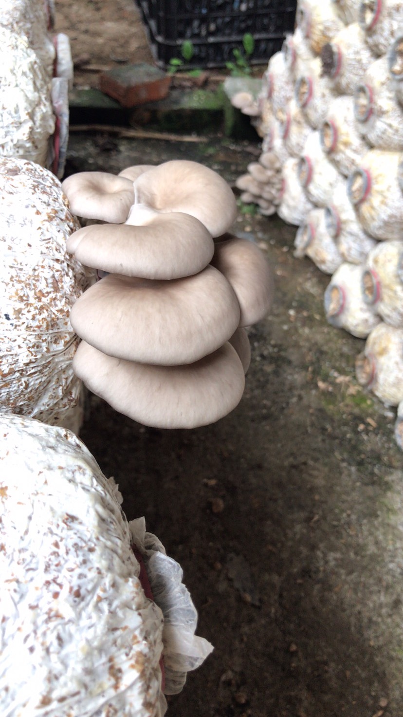  新鲜平菇基地直供量大从优