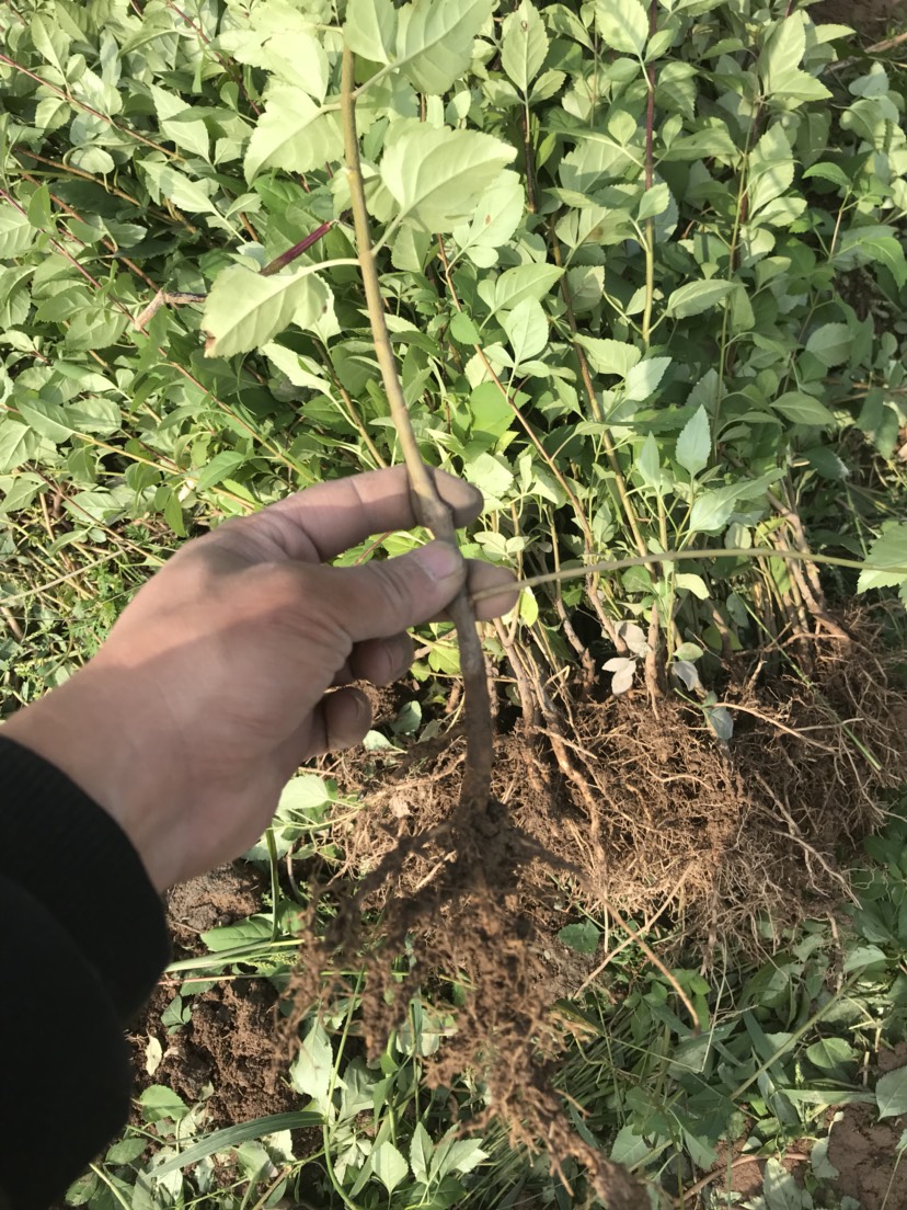 一年连翘苗结果5号连翘树苗现挖现发成活率高