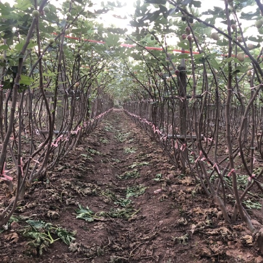 金华玛斯义陶芬苗  【热销】玻姬红无花果苗价格实惠，根系旺盛
