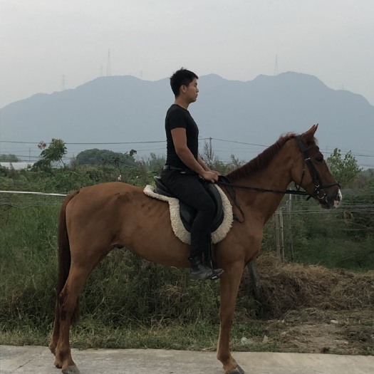 杭州 游客马出售，国产马出售，