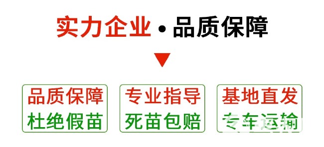 长果桑苗  浙江海宁红果三号果桑/株 产量高 耐寒品种 北方栽植嫁接果桑