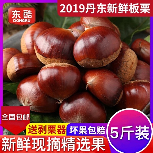 佛山新鲜板栗生板栗现货丹东大栗子批发毛栗子大粒板栗
