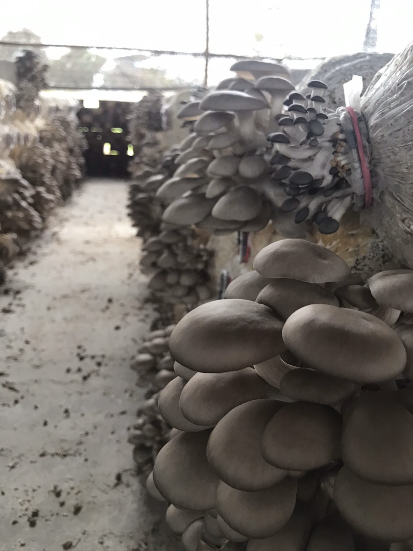  新鲜平菇基地直供量大从优