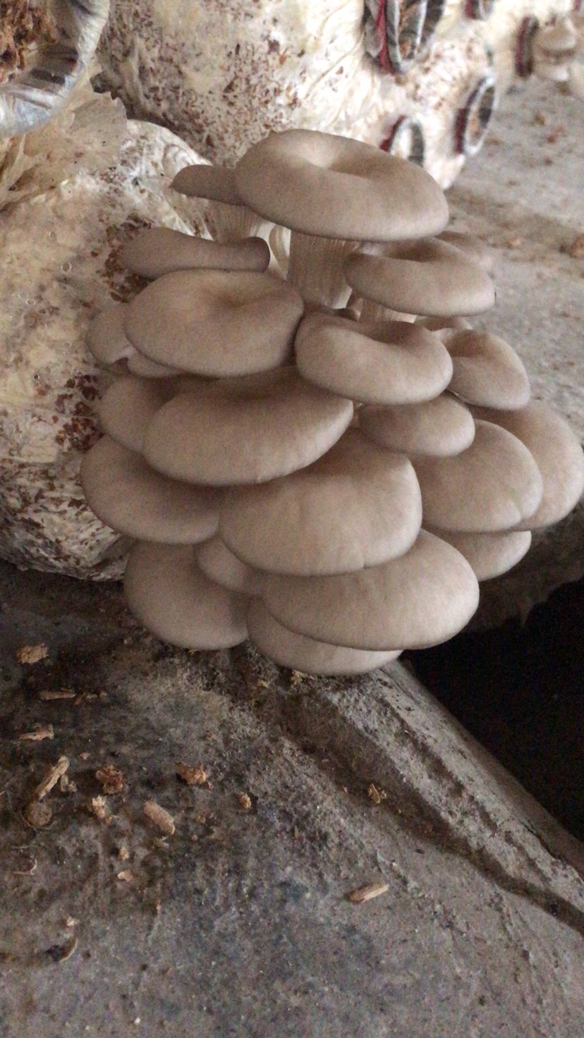  新鲜平菇基地直供量大从优