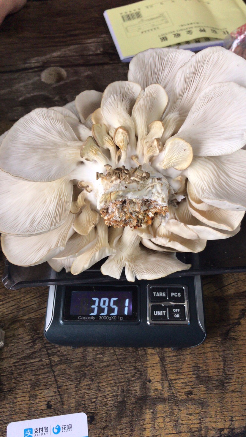  新鲜平菇基地直供量大从优