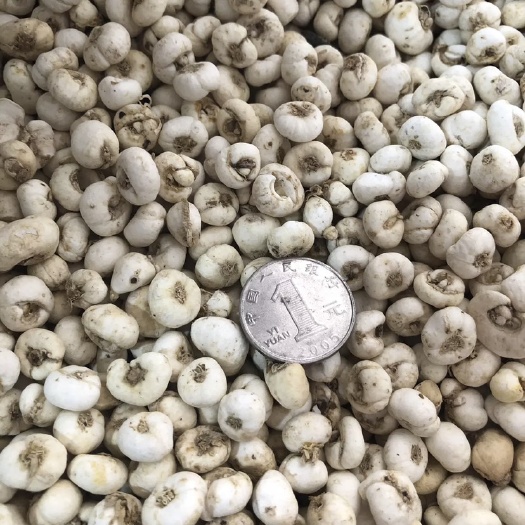 菏泽【舜波中药材】平贝 贝母 量大从优