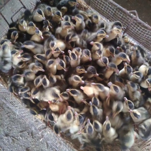 无为市 建湖杂交鸭苗