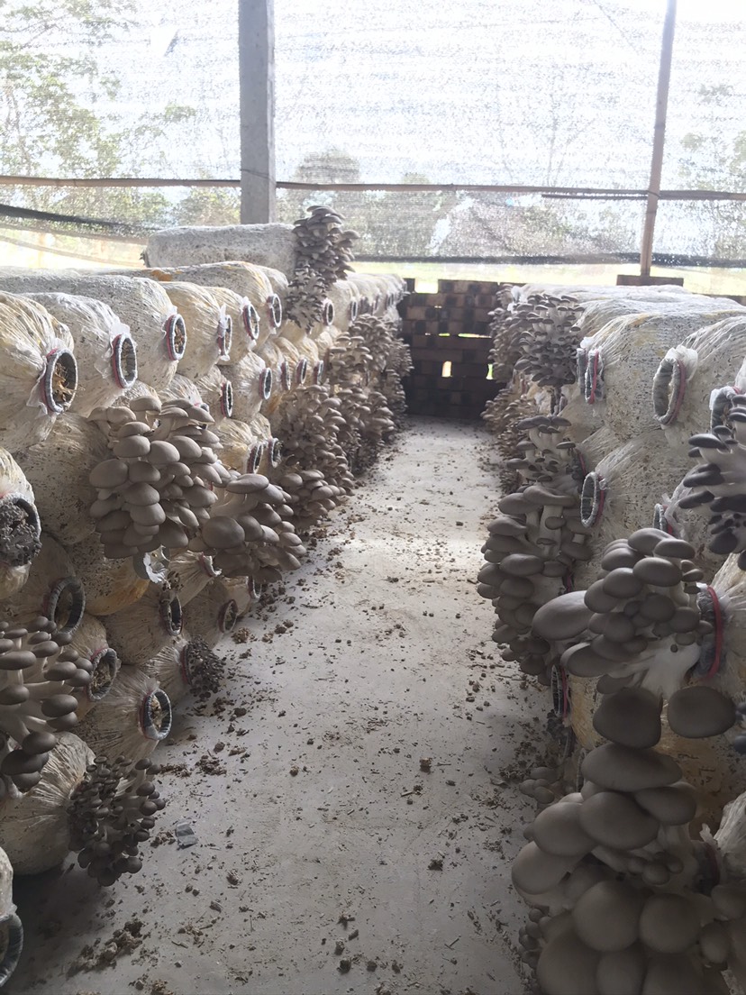  新鲜平菇基地直供量大从优