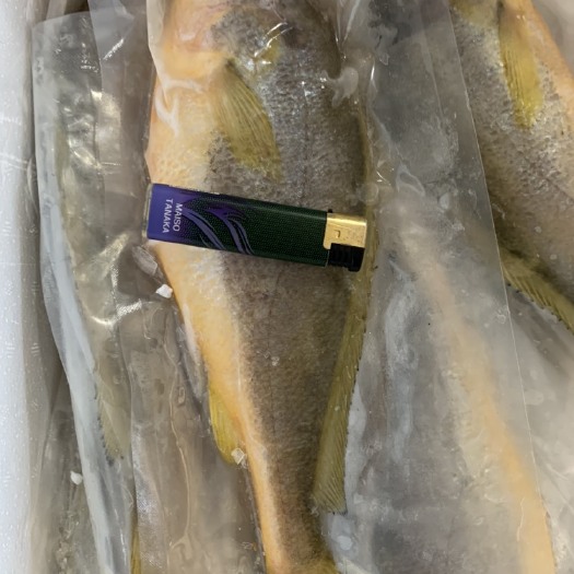 日照冷冻黄花鱼 规格一条450-500g黄花鱼，大量出货单冻真空包装。价格好