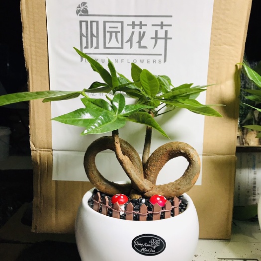 广州辫子发财树 蘑菇双Q