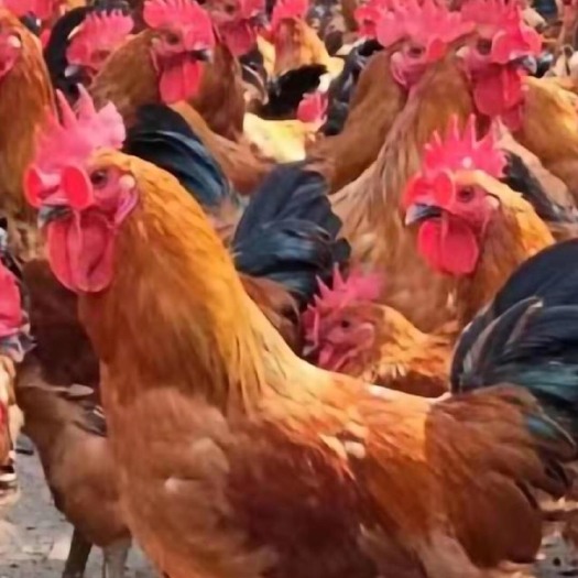 广州 鸡苗，出壳鸡苗，长年有货供应