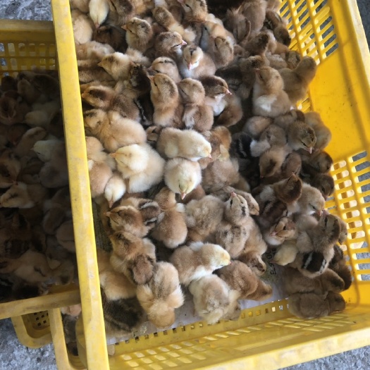 文昌市 土鸡苗，灵山土，文昌鸡孵化场直供 公苗