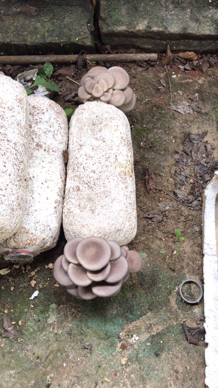  新鲜平菇基地直供量大从优