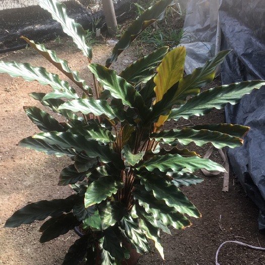 漳平市豹纹竹芋  精品波浪竹芋盆栽   片面似海水波浪一样 基地直销一件可发