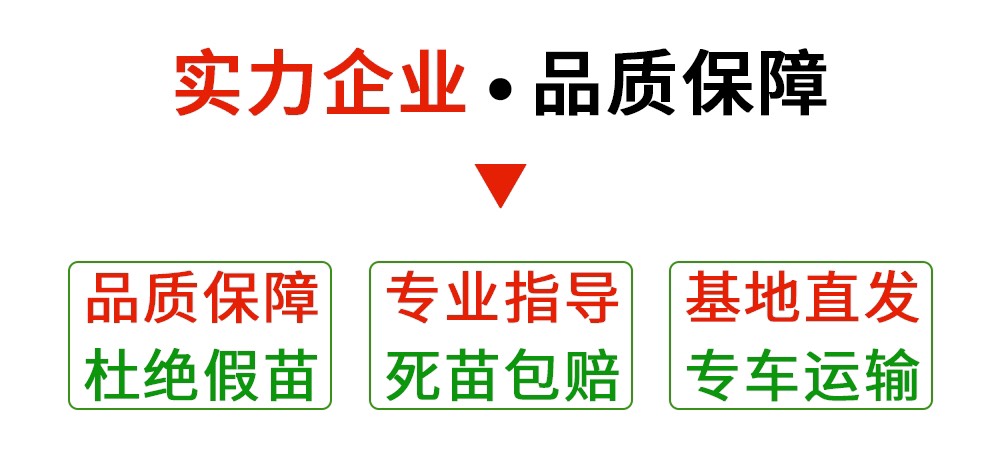 无籽大十果桑苗  果桑苗 浙江海宁果桑嫁接苗无籽大十/株 丰产果园采摘鲜食品种