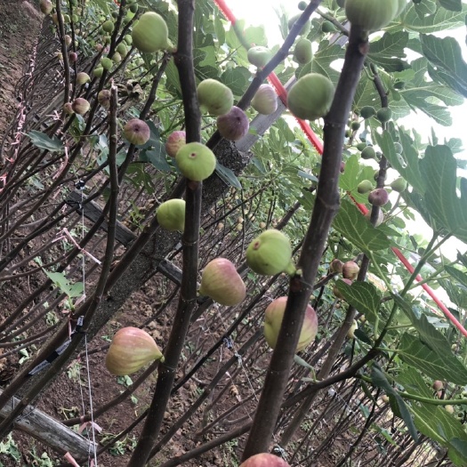 金华玛斯义陶芬苗  【热销】玻姬红无花果苗价格实惠，根系旺盛。