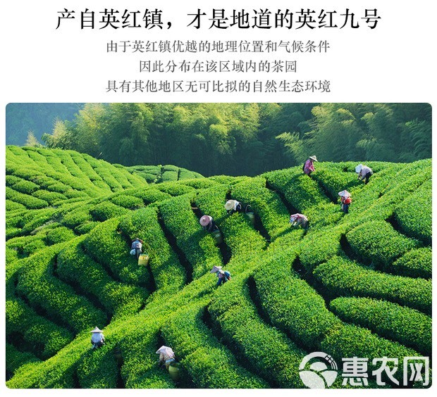 英红工夫  头春红茶，英红九号早春头批，清明前金毛毫礼盒包装