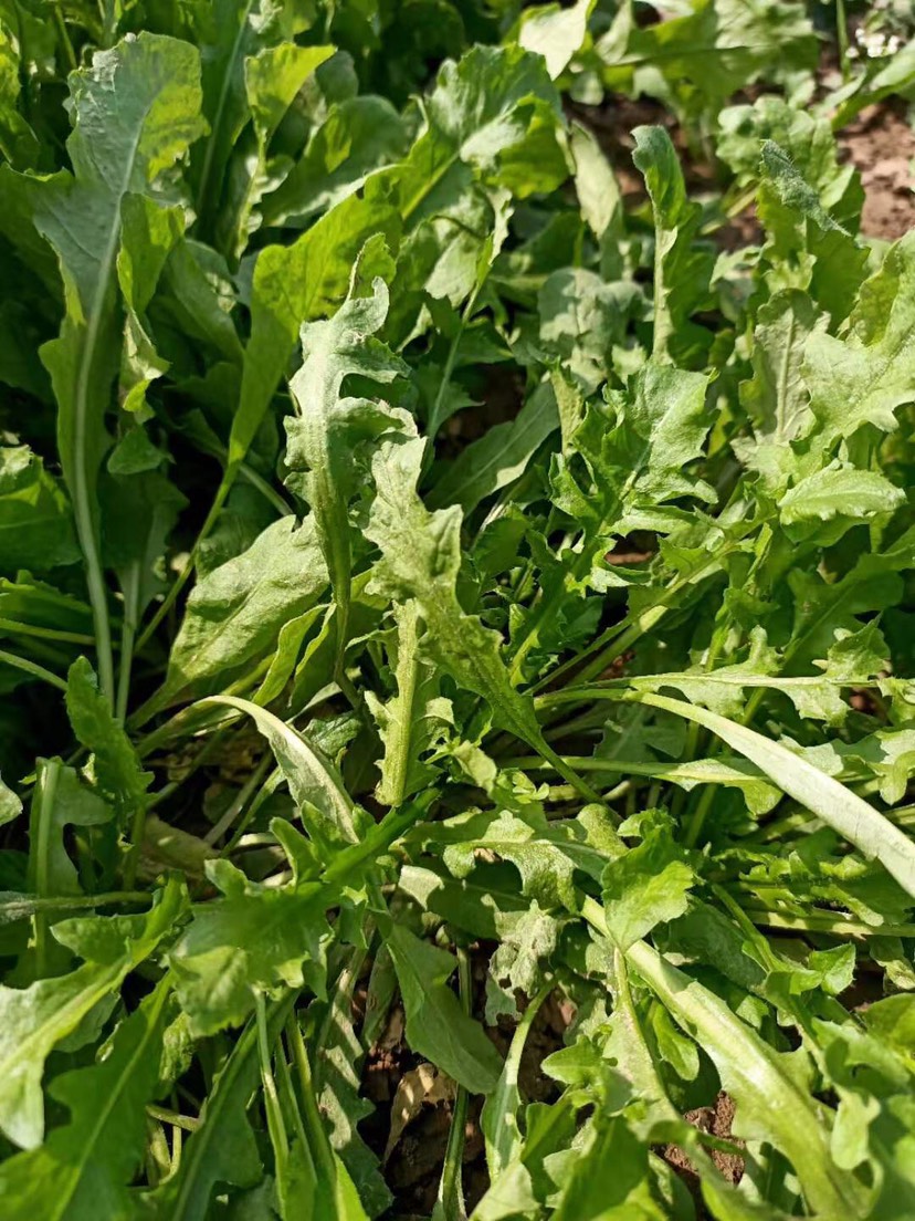  新鲜荠菜 地头包装