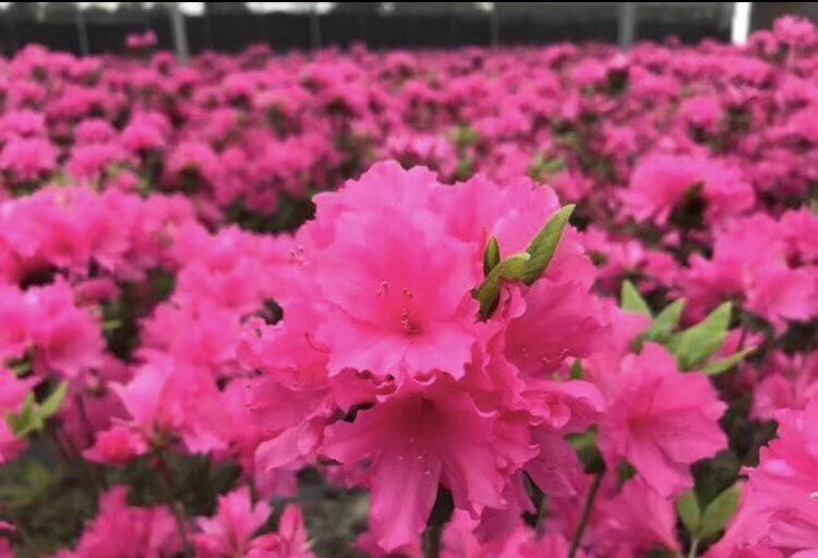 常州东鹃  东洋杜鹃花盆栽胭脂蜜春鹃四季绿植花卉工程绿化苗基地直销好养耐