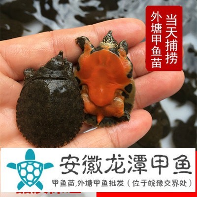 霍邱县黄沙鳖苗
