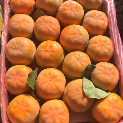 易县磨盘柿子 4 - 5两以上