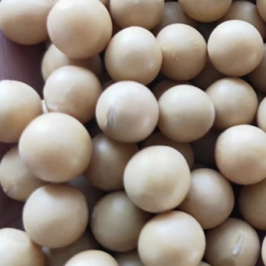 肥城市黄大豆 生大豆 1等品