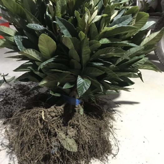 台州 大红袍枇杷苗一年苗
