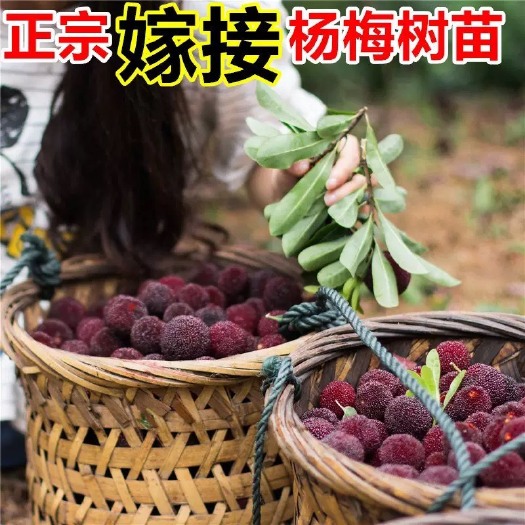 平邑县 杨梅树苗 嫁接苗 包品种 包成活