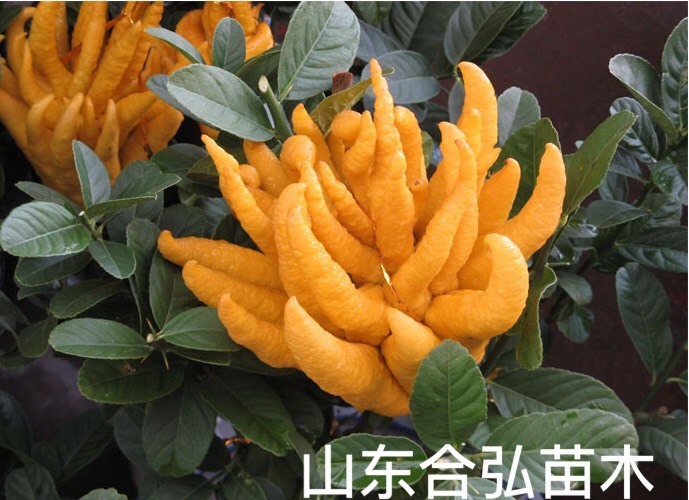 平邑县佛手苗 ￼