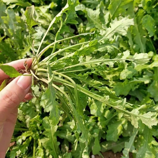 商丘 新鲜荠菜 地头包装